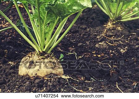 Sugar beet root. View Large Photo Image Picture - Sugar beet root.. Fotosearch