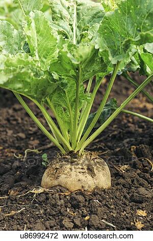 Sugar beet root. View Large Photo Image Stock Image - Sugar beet root.. Fotosearch