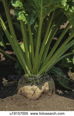 Stock Photography - Sugar beet root.. Fotosearch