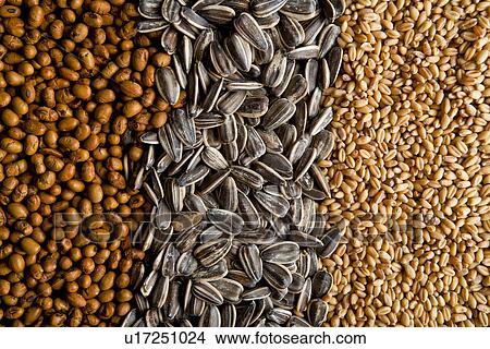 Picture - Sunflower (centre), wheat (right) and soy (left) seeds.. Fotosearch