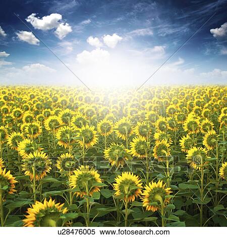 Sunflower field. View Large Photo Image Stock Photography - Sunflower field.. Fotosearch