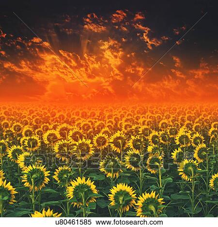 Sunflower field. View Large Photo Image Stock Photography - Sunflower field.. Fotosearch
