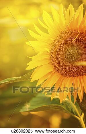 Stock Photography - Sunflower.. Fotosearch