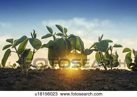 Sunrise over soybean field. View Large Photo Image Stock Image - Sunrise over soybean field.. Fotosearch