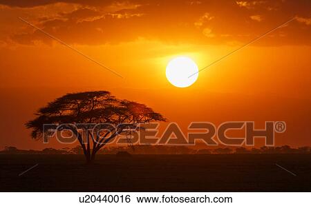 Stock Photograph - Sunset over a lone acacia tree in Amboseli National Park, Amboseli, Rift Valley, Kenya. Fotosearch