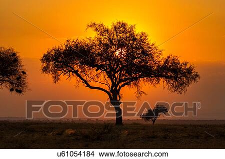 Picture - Tarangire National Park, Tanzania. Fotosearch