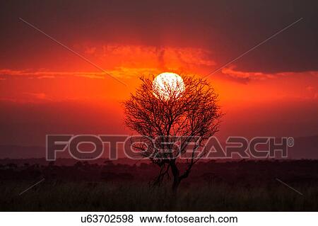 Stock Photo - Tarangire National Park, Tanzania. Fotosearch