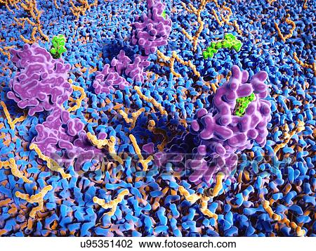 Stock Image - THC binding to cannabinoid receptors, illustration. Tetrahydrocannabinol (THC, green molecules) is the main psychoactive constituent of cannabis. It is used to treat nausea and vomiting during chemotherapy. The cannabinoid receptor (pink; embedded in.... Fotosearch