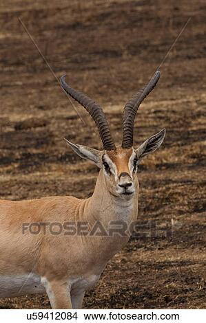Thomson's Gazelle, Eudorcus thomsonii, Ngorogoro Crater, Tanzania View Large Photo Image Picture - Thomson's Gazelle, Eudorcus thomsonii, Ngorogoro Crater, Tanzania. Fotosearch