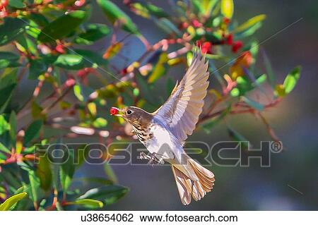 Thrush View Large Photo Image Stock Image - Thrush. Fotosearch