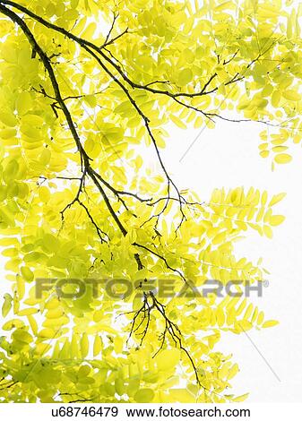 Stock Photo - Tree with yellow leaves in sunlight. Fotosearch