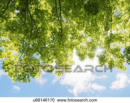 Trees with green leaves in sunlight View Large Photo Image Stock Image - Trees with green leaves in sunlight. Fotosearch