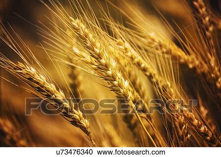 Stock Image - Triticale crop.. Fotosearch