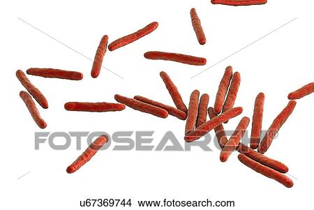 Picture - Tuberculosis bacteria. Computer illustration of Mycobacterium tuberculosis bacteria, the Gram-positive rod-shaped bacteria which cause the disease tuberculosis.. Fotosearch