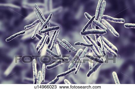 Tuberculosis bacteria. Computer illustration of Mycobacterium tuberculosis bacteria, the Gram-positive rod-shaped bacteria which cause the disease tuberculosis. View Large Photo Image Stock Image - Tuberculosis bacteria. Computer illustration of Mycobacterium tuberculosis bacteria, the Gram-positive rod-shaped bacteria which cause the disease tuberculosis.. Fotosearch