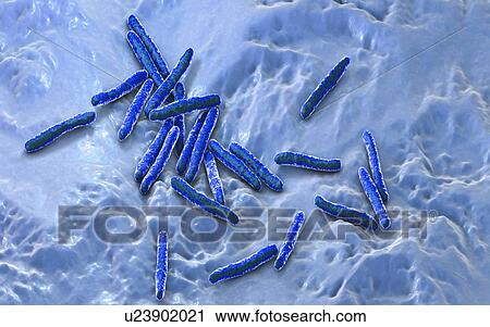 Tuberculosis bacteria. Computer illustration of Mycobacterium tuberculosis bacteria, the Gram-positive rod-shaped bacteria which cause the disease tuberculosis. View Large Photo Image Stock Image - Tuberculosis bacteria. Computer illustration of Mycobacterium tuberculosis bacteria, the Gram-positive rod-shaped bacteria which cause the disease tuberculosis.. Fotosearch