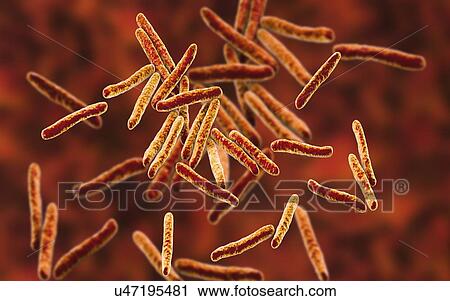 Tuberculosis bacteria. Computer illustration of Mycobacterium tuberculosis bacteria, the Gram-positive rod-shaped bacteria which cause the disease tuberculosis. View Large Photo Image Stock Image - Tuberculosis bacteria. Computer illustration of Mycobacterium tuberculosis bacteria, the Gram-positive rod-shaped bacteria which cause the disease tuberculosis.. Fotosearch