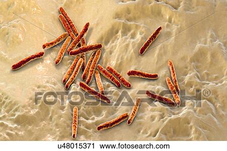 Stock Image - Tuberculosis bacteria. Computer illustration of Mycobacterium tuberculosis bacteria, the Gram-positive rod-shaped bacteria which cause the disease tuberculosis.. Fotosearch