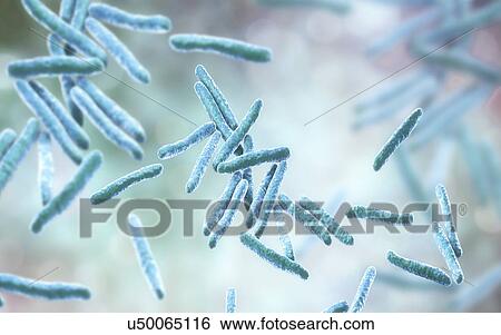 Tuberculosis bacteria. Computer illustration of Mycobacterium tuberculosis bacteria, the Gram-positive rod-shaped bacteria which cause the disease tuberculosis. View Large Photo Image Stock Photograph - Tuberculosis bacteria. Computer illustration of Mycobacterium tuberculosis bacteria, the Gram-positive rod-shaped bacteria which cause the disease tuberculosis.. Fotosearch