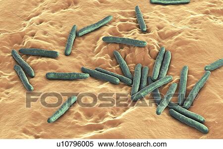 Tuberculosis bacteria. Computer illustration of Mycobacterium tuberculosis bacteria, the Gram-positive rod-shaped bacteria which cause the disease tuberculosis. View Large Photo Image Stock Photography - Tuberculosis bacteria. Computer illustration of Mycobacterium tuberculosis bacteria, the Gram-positive rod-shaped bacteria which cause the disease tuberculosis.. Fotosearch