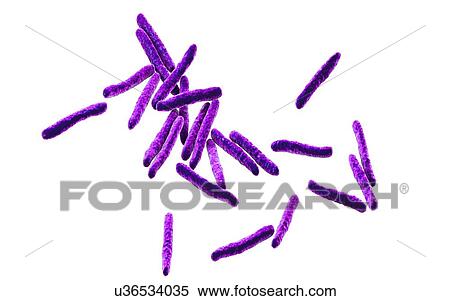 Tuberculosis bacteria. Computer illustration of Mycobacterium tuberculosis bacteria, the Gram-positive rod-shaped bacteria which cause the disease tuberculosis. View Large Photo Image Stock Photography - Tuberculosis bacteria. Computer illustration of Mycobacterium tuberculosis bacteria, the Gram-positive rod-shaped bacteria which cause the disease tuberculosis.. Fotosearch