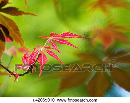 Stock Image - Twig with red small leaves. Fotosearch