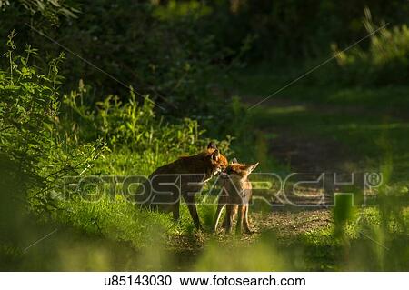 Two Red Foxes (Vulpes vulpes), in rural setting View Large Photo Image Stock Image - Two Red Foxes (Vulpes vulpes), in rural setting. Fotosearch
