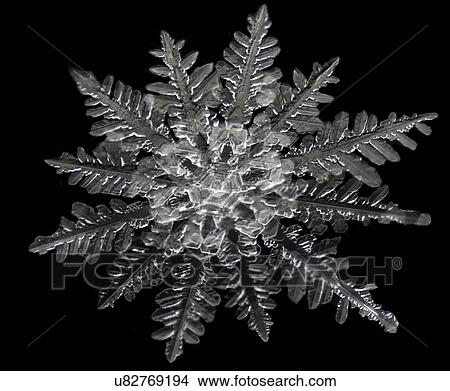 Picture - Two snowflakes formed simultaneously from a single nucleus resulting in merged snowflakes. Fotosearch