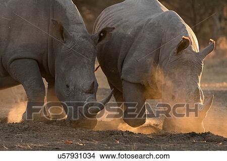 Two white rhinoceroses (Ceratotherium simum) pawing dust, Kalahari, Botswana View Large Photo Image Picture - Two white rhinoceroses (Ceratotherium simum) pawing dust, Kalahari, Botswana. Fotosearch