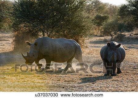 Two white rhinoceroses (Ceratotherium simum) in the bush, Kalahari, Botswana View Large Photo Image Stock Image - Two white rhinoceroses (Ceratotherium simum) in the bush, Kalahari, Botswana. Fotosearch