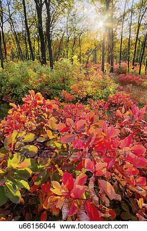 Ukraine, Dnepropetrovsk region, Novomoskovsk district, Autumn forest View Large Photo Image Picture - Ukraine, Dnepropetrovsk region, Novomoskovsk district, Autumn forest. Fotosearch