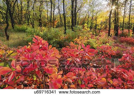 Ukraine, Dnepropetrovsk region, Novomoskovsk district, Autumn forest View Large Photo Image Stock Image - Ukraine, Dnepropetrovsk region, Novomoskovsk district, Autumn forest. Fotosearch