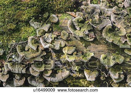 Ukraine, Dnepropetrovsk region, Novomoskovsk district, Trunk overgrown by Hoof fungus (Fomes fomentarius) View Large Photo Image Stock Photo - Ukraine, Dnepropetrovsk region, Novomoskovsk district, Trunk overgrown by Hoof fungus (Fomes fomentarius). Fotosearch