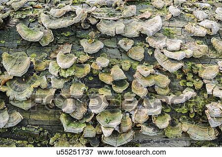 Ukraine, Dnepropetrovsk region, Novomoskovsk district, Trunk overgrown by Hoof fungus (Fomes fomentarius) View Large Photo Image Stock Photo - Ukraine, Dnepropetrovsk region, Novomoskovsk district, Trunk overgrown by Hoof fungus (Fomes fomentarius). Fotosearch