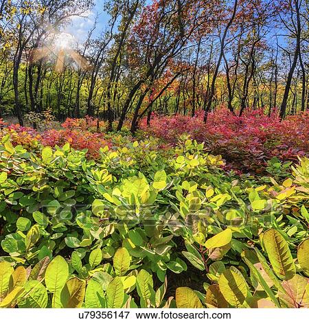 Ukraine, Dnepropetrovsk region, Novomoskovsk district, Autumn forest View Large Photo Image Stock Photo - Ukraine, Dnepropetrovsk region, Novomoskovsk district, Autumn forest. Fotosearch