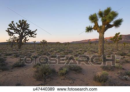 USA, California, Death Valley National Park, Joshua trees at sunrise View Large Photo Image Stock Photo - USA, California, Death Valley National Park, Joshua trees at sunrise. Fotosearch