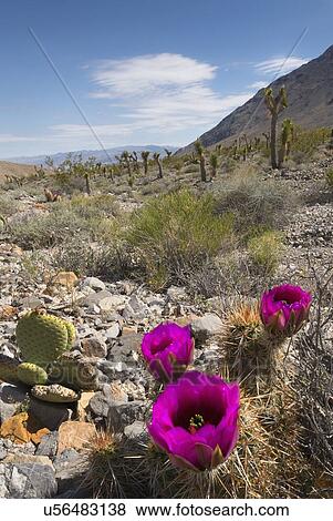 Stock Photo - USA, California, Death Valley National Park, Prickly pear cactus in full bloom. Fotosearch