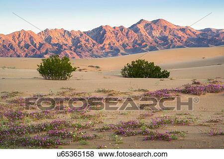 Stock Photo - USA, California, Death Valley National Park, View of desert at sunrise. Fotosearch