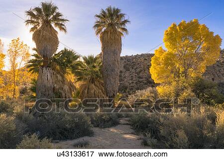 Stock Photo - USA, California, Joshua Tree National Park, Autumn trees at sunset. Fotosearch