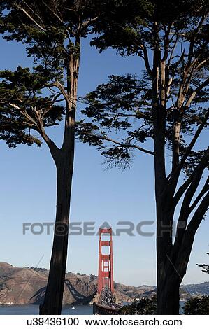 Stock Image - USA, California, San Francisco, Golden Gate Bridge seen among trees. Fotosearch