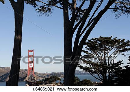 Stock Image - USA, California, San Francisco, Golden Gate Bridge seen among trees. Fotosearch