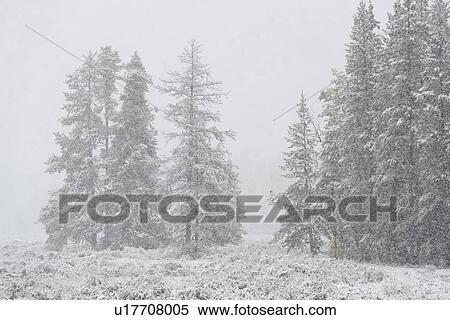 Stock Photography - USA, Wyoming, Snowy scenery with trees in Grand Teton National Park. Fotosearch