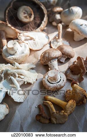 Stock Image - Variety of mushrooms. Fotosearch