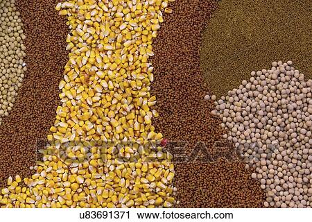 Stock Image - Various agricultural seeds.. Fotosearch