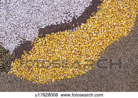 Stock Photo - Various agricultural seeds.. Fotosearch