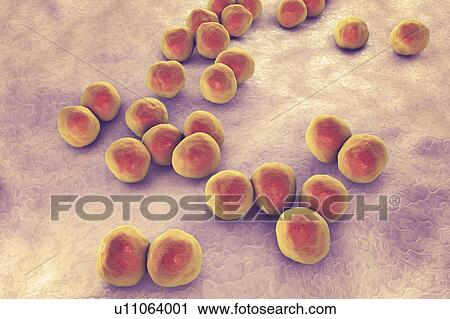 Stock Image - Veillonella bacteria, computer illustration. Veillonella are Gram-negative anaerobic cocci, part of intestine and oral microflora and the causative agents of different inflammations.. Fotosearch