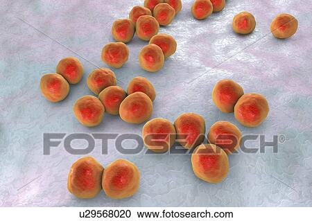 Veillonella bacteria, computer illustration. Veillonella are Gram-negative anaerobic cocci, part of intestine and oral microflora and the causative agents of different inflammations. View Large Photo Image Stock Image - Veillonella bacteria, computer illustration. Veillonella are Gram-negative anaerobic cocci, part of intestine and oral microflora and the causative agents of different inflammations.. Fotosearch