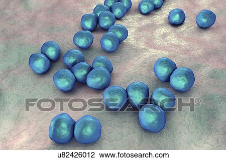 Stock Image - Veillonella bacteria, computer illustration. Veillonella are Gram-negative anaerobic cocci, part of intestine and oral microflora and the causative agents of different inflammations.. Fotosearch