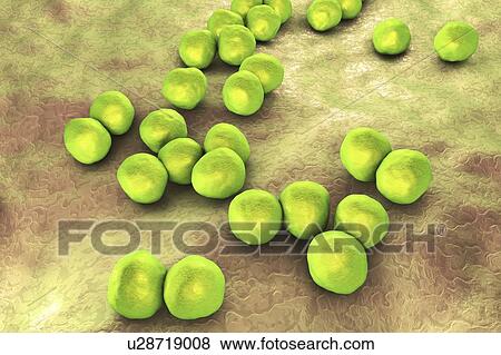 Veillonella bacteria, computer illustration. Veillonella are Gram-negative anaerobic cocci, part of intestine and oral microflora and the causative agents of different inflammations. View Large Photo Image Stock Photo - Veillonella bacteria, computer illustration. Veillonella are Gram-negative anaerobic cocci, part of intestine and oral microflora and the causative agents of different inflammations.. Fotosearch