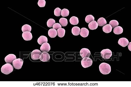 Veillonella bacteria, computer illustration. Veillonella are Gram-negative anaerobic cocci, part of intestine and oral microflora and the causative agents of different inflammations. View Large Photo Image Stock Photograph - Veillonella bacteria, computer illustration. Veillonella are Gram-negative anaerobic cocci, part of intestine and oral microflora and the causative agents of different inflammations.. Fotosearch